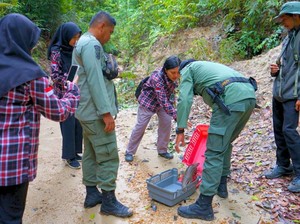 Trenggiling, Satwa Dilindungi yang Berkelana di Hutan Lindung Tarakan