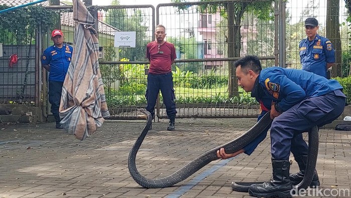 Petugas Damkar KBB Amankan King Kobra Sepanjang 4 Meter