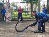 Penampakan King Kobra Raksasa yang Tebar Ancaman ke Warga Cipatat