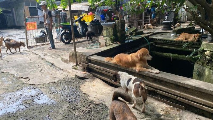 Suasana Pejaten Shelter yang menampung ratusan ekor hewan liar, Jakarta, Selasa (17/6/2025). (ANTARA/Luthfia Miranda Putri)