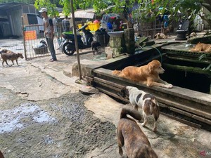 Pihak Shelter Akan Kebiri Babi Hutan yang Keliaran Hebohkan Warga Jaksel