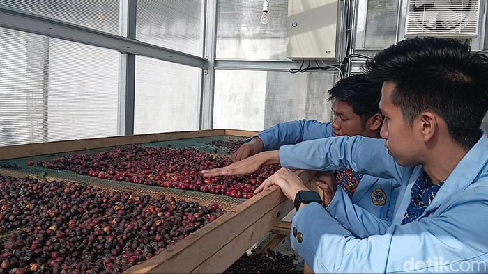 Tim Riset Polsri kembangkan Smart Solar Dryer untuk efisiensi pengeringan kopi Lahat-Pagar Alam.