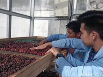 Smart Solar Dryer, Teknologi Efisiensi Pascapanen Kopi Lahat-Pagar Alam