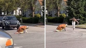 Influencer berpakaian seperti kura-kura yang merangkak di jalan sementara seorang wanita mendekat, menegur perilaku influencer Foto: Boredpanda