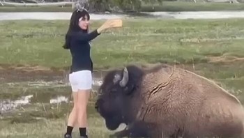 Influencer ini mengambil risiko keselamatannya berselfie dekan bison. Foto: Boredpanda