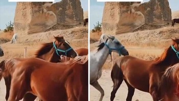 Influencer dalam balutan gaun merah membuat konten di jalur kuda berlari. Alhasil terabadikan momen kacau untuk disaksikan. Foto: Boredpanda