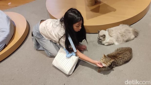 Cat Lounge di Habitat Park SCBD