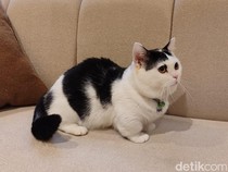 Main Sama Sapi, Kucing Gemoy, di Cat Lounge SCBD