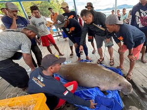 Nelayan Temukan Bangkai Dugong di Perairan Kendawangan, Diduga Terjerat Jaring