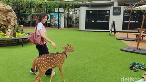 Fakta Menarik Hewan Lucu di Habitat Park SCBD, Yuk Main ke Sana