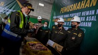Petugas memeriksa tumpukan jeroan sapi impor jenis limpa sebelum proses pemusnahan di Curug, Kabupaten Tangerang, Rabu (18/6/2025). ANTARA FOTO/Putra M. Akbar