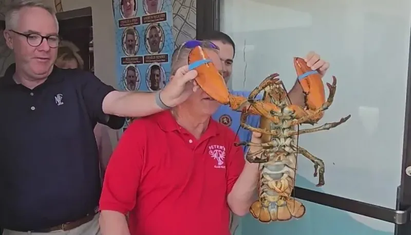 Resto Ini Lepaskan 'Maskot' Lobster Berusia 110 Tahun ke Laut