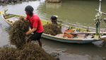 Rumput Laut Indonesia Penuhi Kebutuhan Dunia