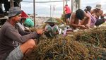 Rumput Laut Indonesia Penuhi Kebutuhan Dunia