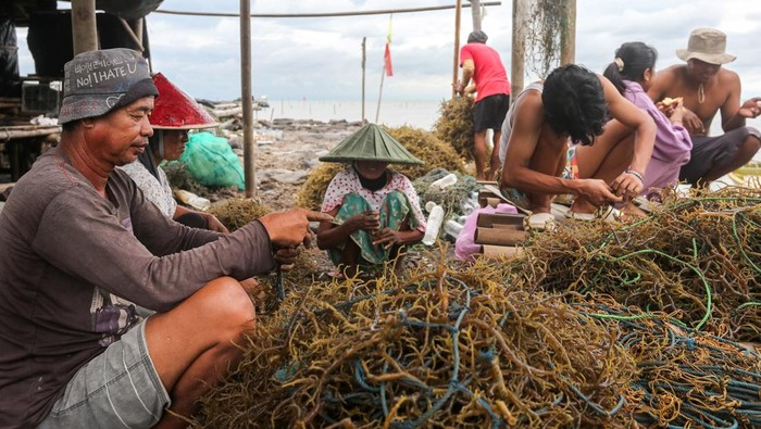 Petani membawa bibit rumput laut jenis Eucheuma cottonii untuk ditanam di Desa Lontar, Tirtayasa, Kabupaten Serang, Banten, Rabu (18/6/2025). Kementerian Kelautan dan Perikanan mengungkapkan bahwa rumput laut yang saat ini merupakan salah satu komoditas unggulan Indonesia telah berkontribusi sekitar 38 persen terhadap pasokan global, di mana sebagian besarnya dibudidayakan oleh pembudidaya skala kecil di wilayah pesisir yang masih mengandalkan metode tradisional. ANTARA FOTO/Angga Budhiyanto/tom.