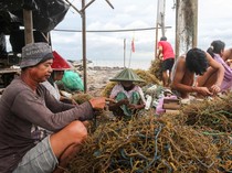 Ekspor Rumput Laut RI Tembus Rp 4,9 T