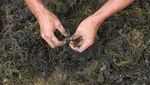 Rumput Laut Indonesia Penuhi Kebutuhan Dunia