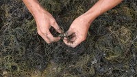 Sebagian besar rumput laut RI dibudidayakan oleh pembudidaya skala kecil di wilayah pesisir yang masih mengandalkan metode tradisional. Foto: ANTARA FOTO/Angga Budhiyanto