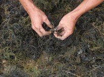Video Kemendiktisaintek Gandeng Kampus Asing Buat Ekosistem Rumput Laut di RI