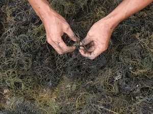 Video Kemendiktisaintek Gandeng Kampus Asing Buat Ekosistem Rumput Laut di RI