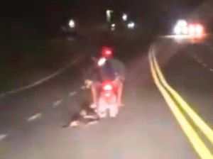 Animals Hope Shelter Tanggapi Video Viral Anjing Diseret Pemotor di Nunukan