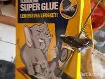 Ular Apes Terperangkap Lem Tikus Cap Gajah Bikin Panik Warga Solo
