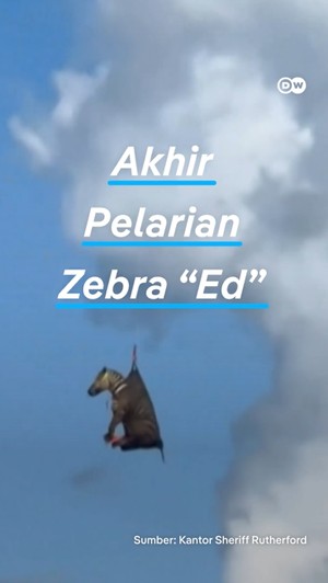 Video: Akhir Pelarian Zebra Ed yang Kabur dari Pemiliknya