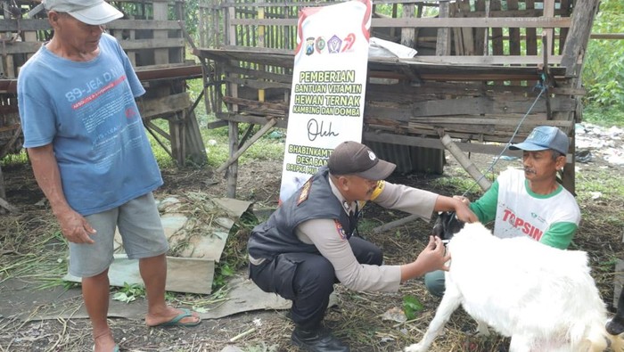 Bripka Mulyono memberi suntikan vitamin gratis kepada kambing