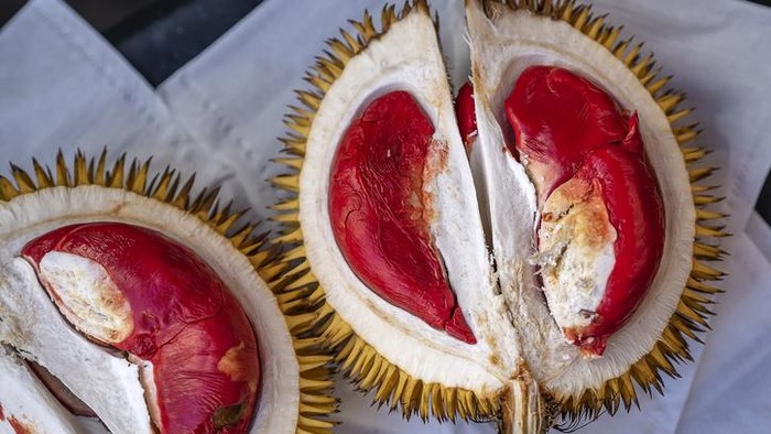 Durian udang merah