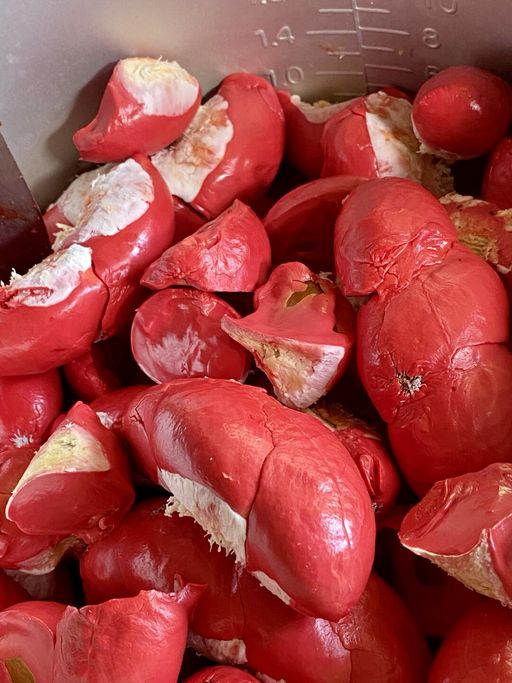 Durian udang merah