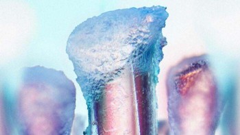 Bulu Sikat Gigi yang Ada Pasta Giginya Foto: Boredpanda