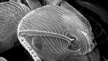 Kepala Semut - Gambar Mikroskop Elektron Foto: Boredpanda