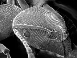 Dilihat Pakai Mikroskop, Tampilan Benda Ini Bikin Shock!