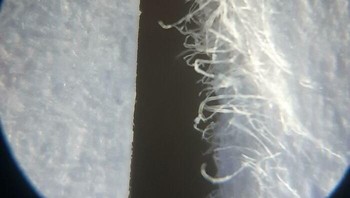 Potongan Kertas yang Dipotong dengan Gunting vs. Potongan Kertas yang Robek di Bawah Mikroskop Foto: Boredpanda