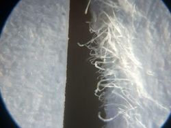 Dilihat Pakai Mikroskop, Tampilan Benda Ini Bikin Shock!