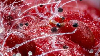 Sulur Jamur yang Menyeramkan Muncul dari Perbukitan dan Lembah Mikroskopis Stroberi yang Terlalu Matang. Foto: Boredpanda