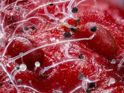 Dilihat Pakai Mikroskop, Tampilan Benda Ini Bikin Shock!