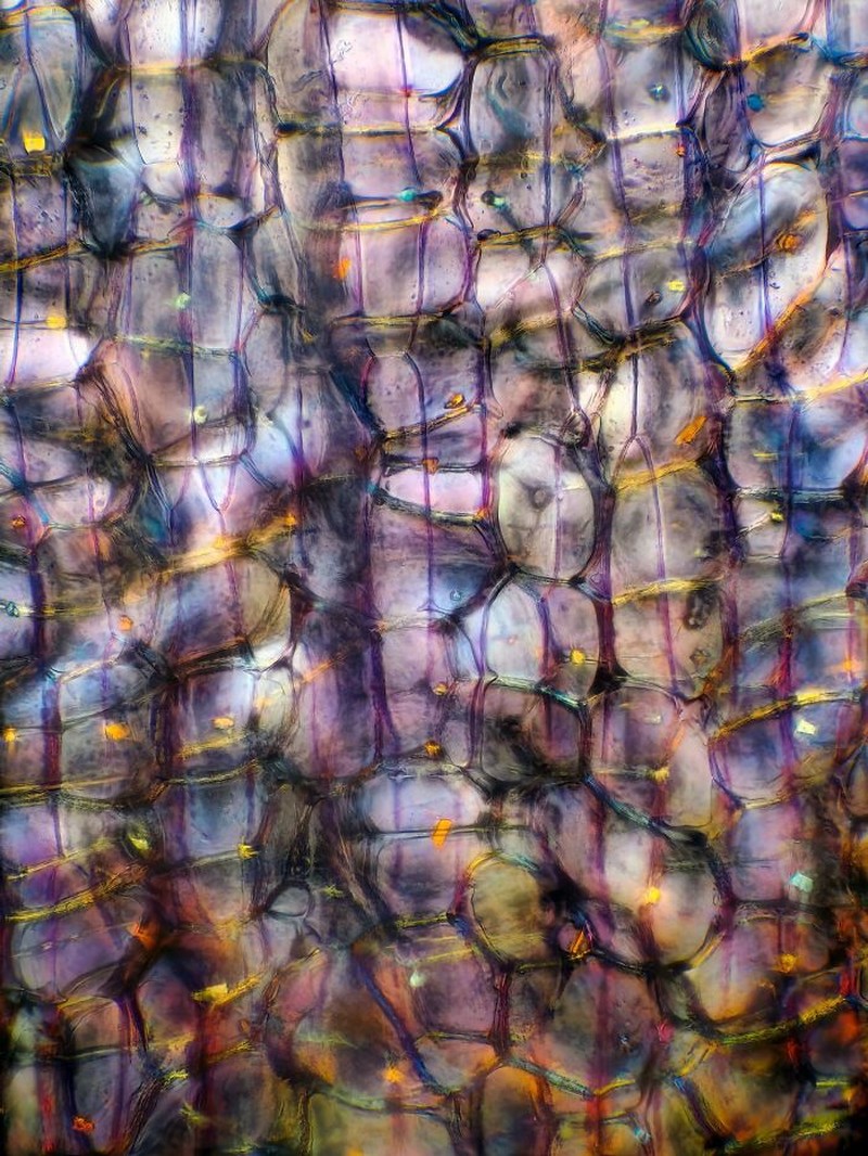 Foto di Bawah Mikroskop