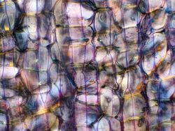 Dilihat Pakai Mikroskop, Tampilan Benda Ini Bikin Shock!