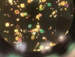 Dilihat Pakai Mikroskop, Tampilan Benda Ini Bikin Shock!