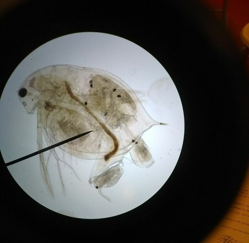 Foto di Bawah Mikroskop