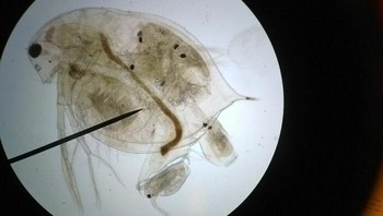 Kutu Air Ini Melahirkan 6 Bayi Foto: Boredpanda