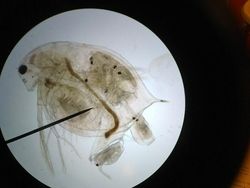 Dilihat Pakai Mikroskop, Tampilan Benda Ini Bikin Shock!