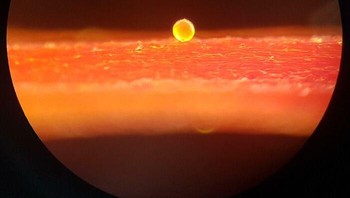 Serbuk Sari Tunggal pada Saffron. Tampak Seperti Matahari Terbenam Foto: Boredpanda