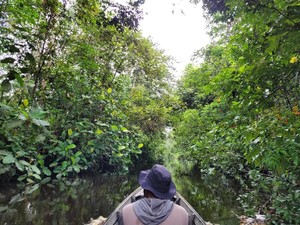 Karbon Hutan RI Berpeluang Dihargai Premium, Ini Syaratnya