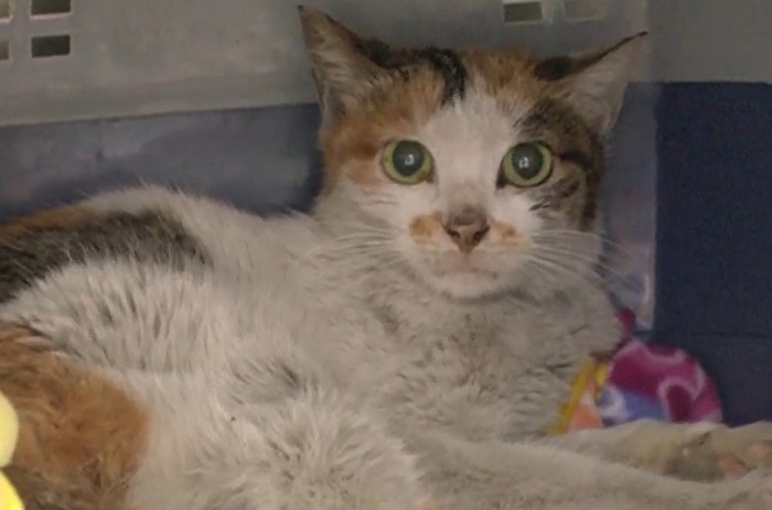 Kucing terkurung di kontainer yang berlayar dari China ke AS