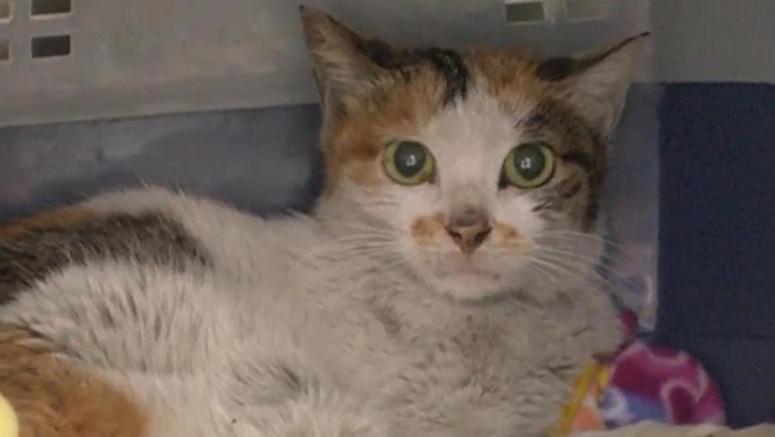 Kucing terkurung di kontainer yang berlayar dari China ke AS