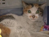 Anak Kucing Terkurung di Kontainer, 3 Minggu Berlayar dari China-AS