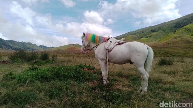 Paket wisata horse riding dari Artotel Cabin Bromo