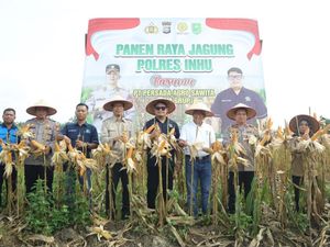Panen Jagung Pipil di PT PAS, Polres Inhu: Anak Muda Jangan Malu Jadi Petani